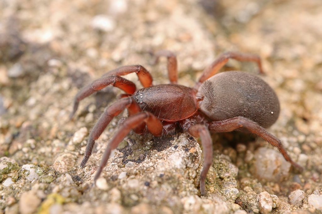 Haplodrassus cf. macellinus - Portovenere (SP)